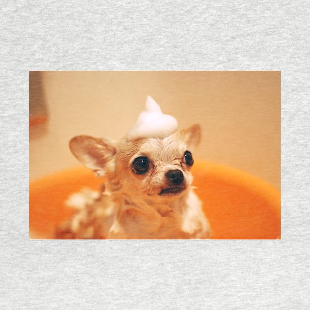 Chihuahua by kawaii_shop